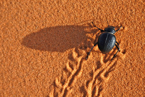  Vorbild der neuen Fassadenfarbe mit mikrostrukturierter Oberfläche ist der Nebeltrinker-Käfer Foto: Shutterstock / Vladimir Wrangel 