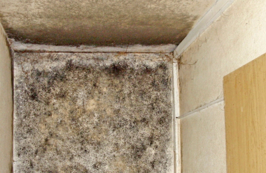 Schimmelbefall auf asbesthaltigem Wandputz