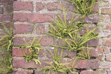  „Höhere Pflanzen“ wachsen in der Fassade von Kloster Graefenthal bei Goch 