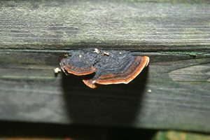  Tannen- oder Zaunblättling: Konsolartiger Fruchtkörper wächst aus dem Trockenriss einer Pergola 