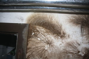  Brauner Keller- oder Warzenschwamm: Dunkles Strangmyzel an einer Kellerwand 