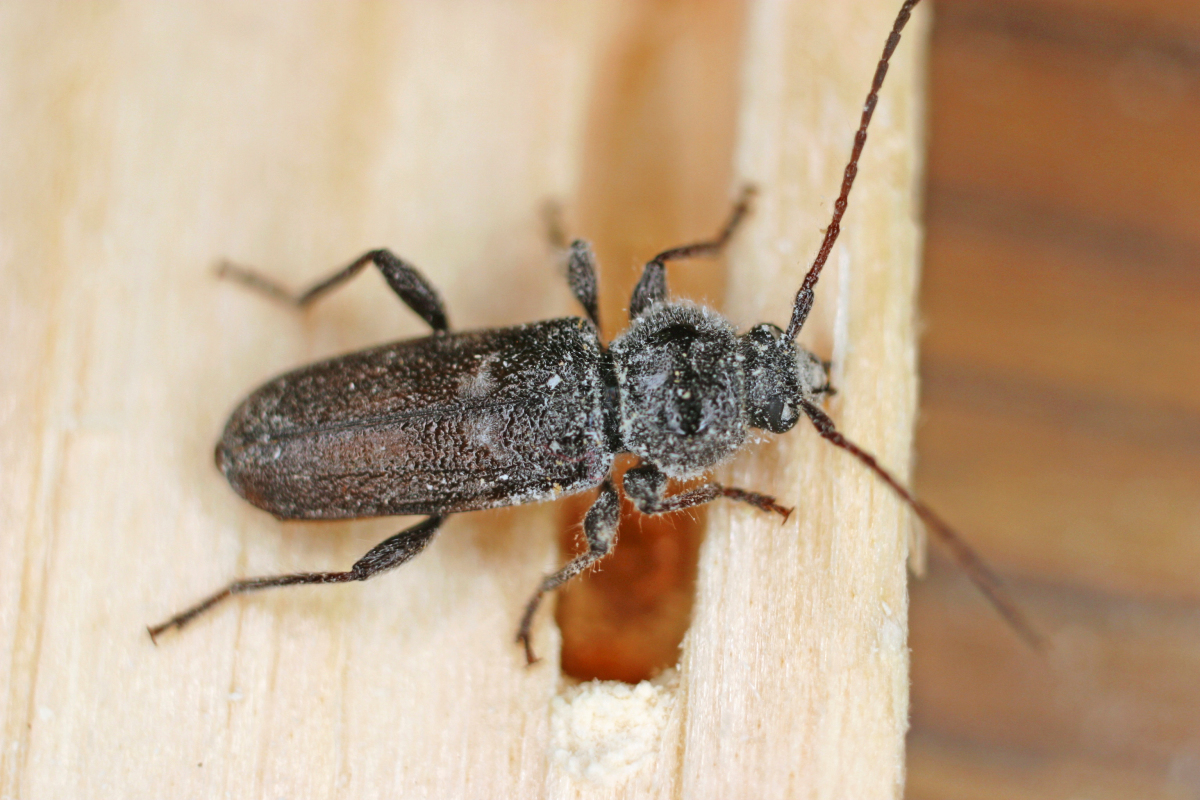 Männlicher Hausbockkäfer unmittelbar nach dem Schlupf