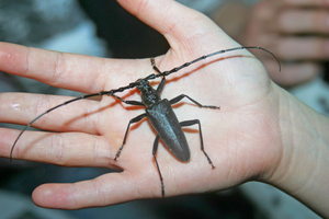  Männchen des Eichenbocks mit 20 cm Fühlerspannweite 