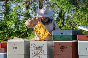  Beim Streichen von Holz sollte man an Bienenverträglichkeit denken  