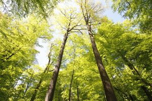  Die Holzpreise für Waldbesitzer steigen nur langsam, während Exporteure und Sägewerke teilweise hohe Gewinne machen Foto: Stephan Thomas 