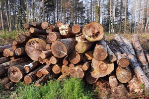  Viele Waldbesitzer schlagen wegen niedriger Holzpreise außerdem weniger Holz ein als sonst  