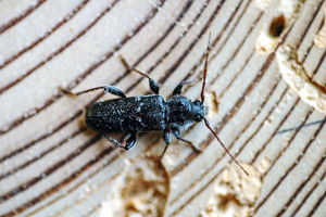  Hausbockkäfer bevorzugen als Nahrungsquelle das eiweißreiche Splintholz von Nadelbäumen 