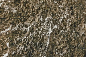  Detailbild des Hausschwammbefalls (deutliche Myzelien im Mauerwerk) 