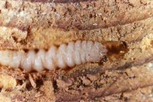 Eine fast ausgewachsene Larve vom Hausbock &nbsp;sitzt im Frühholz eines Jahrrings 