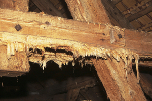 Holzzerfaserung ander Unterseite von Zangen aufgrund von Holzschutzmittelsalzen 