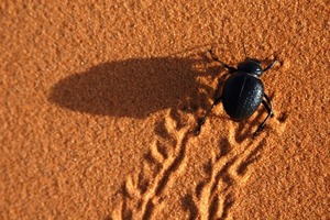  Natur als Vorbild: der Nebeltrinker-Käfer 