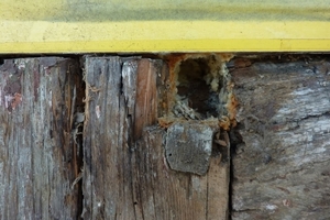  Glücklicherweise wies das Holzfachwerk bis auf kleine Flächen mit Graubefall keine massiven Holzschäden auf 