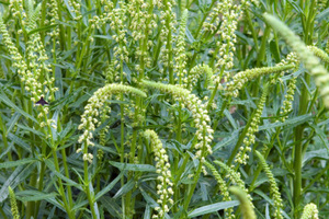  Eine der ältesten Färbepflanzen:  Reseda luteola, auch Streichkraut genannt 