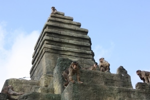  Mittlerweile wird der Tempel von den Affen lebhaft bevölkert 