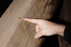  Wo Proben zur dendrochronologischen Untersuchung genommen wurden, blieben Löcher im Holz zurück 