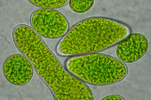  So sieht die neu entdecke Fraunhofer Alge unter dem Mikroskop ausFoto: Fraunhofer IBP 
