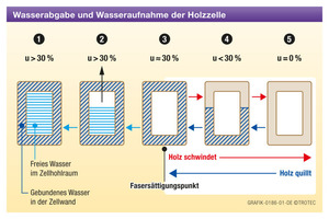  Schematische Darstellung der Wasserabgabe und Wasseraufnahme einer Holzzelle 