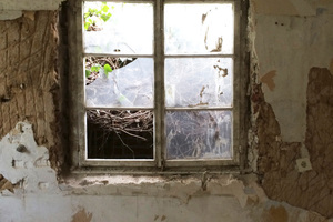  Freigelegtes Fenster mit Blick auf die grün bewachsene Probsteimauer 